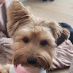 Meet your Posher, Steve